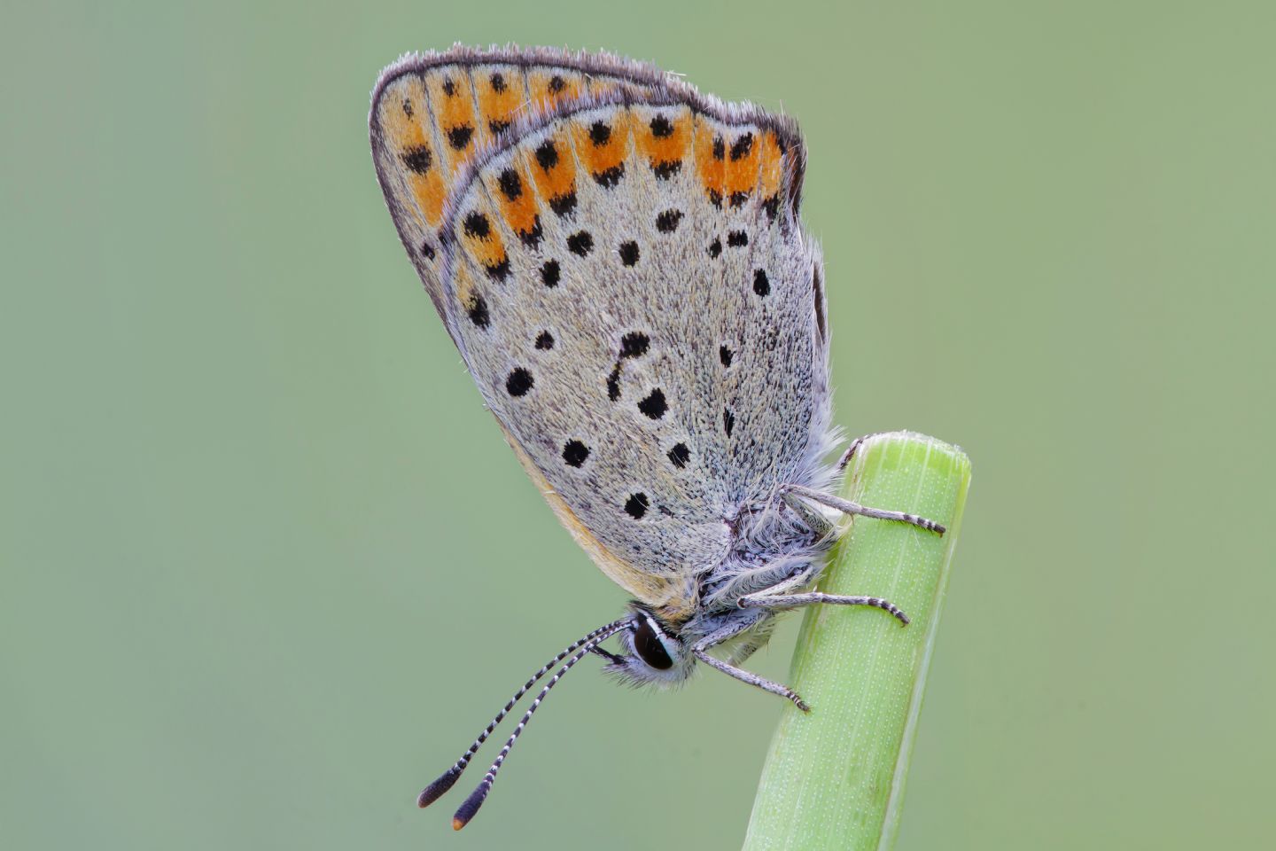 Lycaenidae - Lycaena thersamon